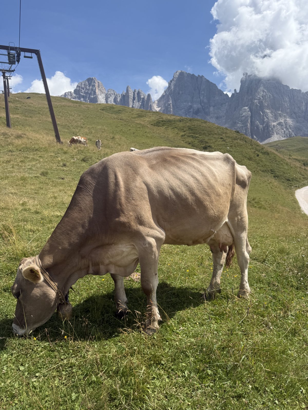 the real stars of Passo Rolle