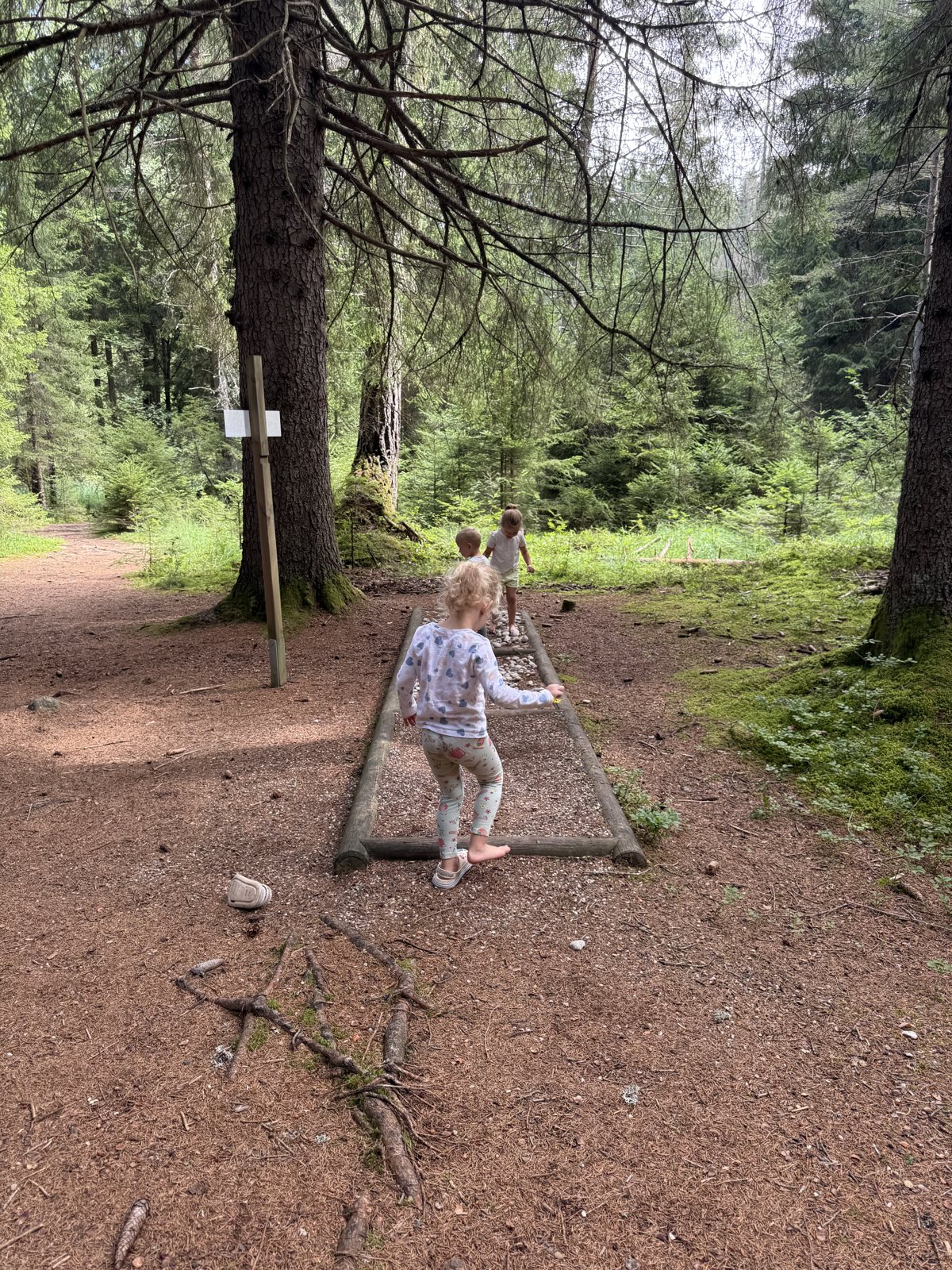 the forest balance trail