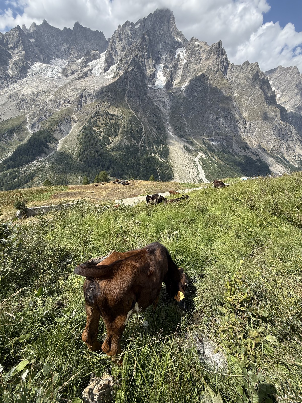 a calf on the meadow, Grandes Jorasses behind