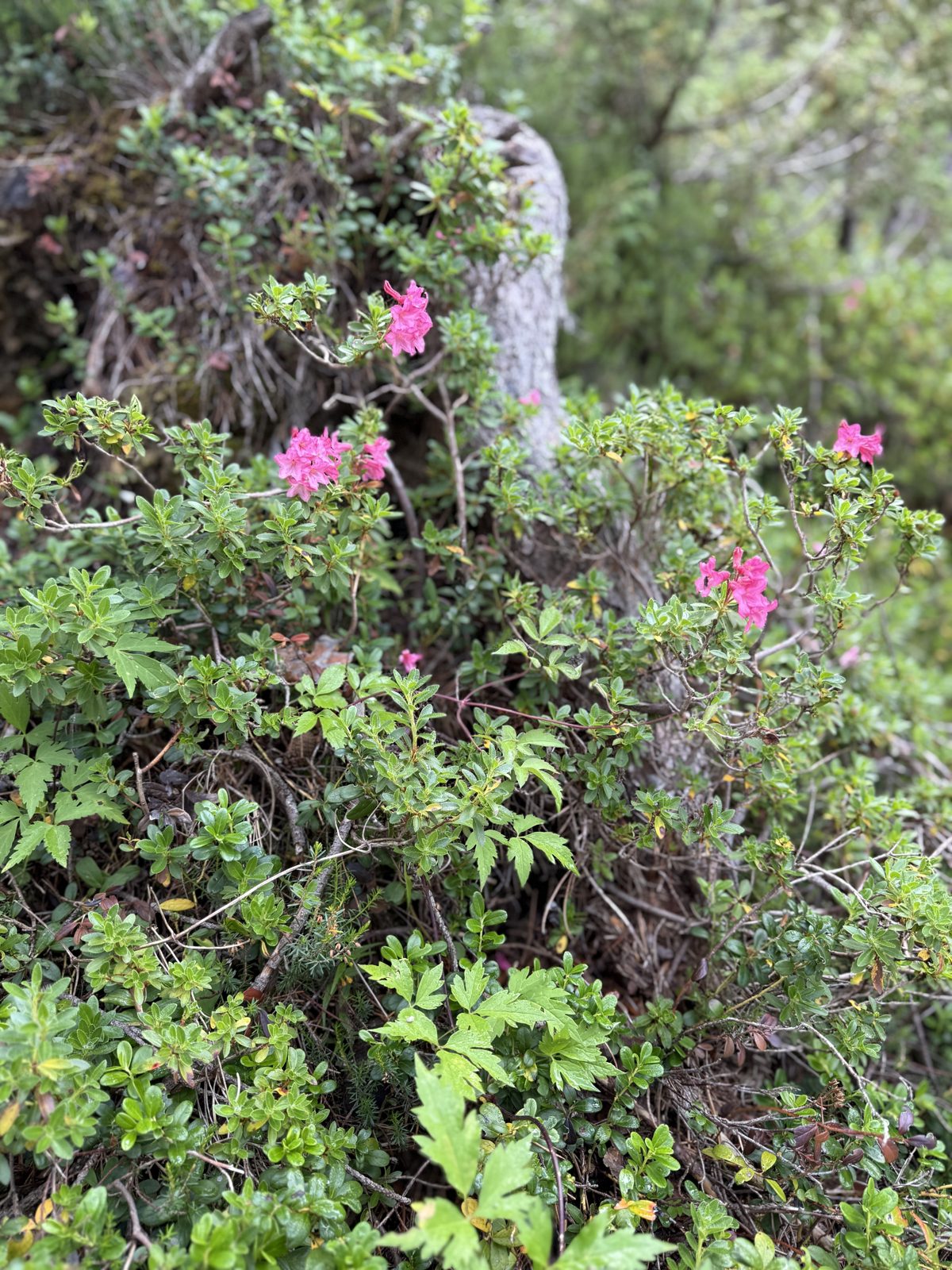 alpine roses