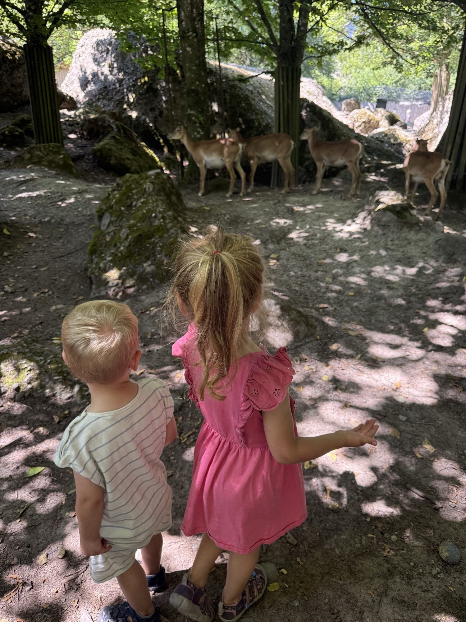 Meeting the deer