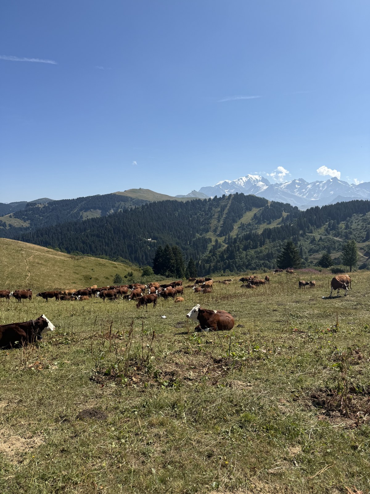 cows and Mont Blanc, Les Saisies