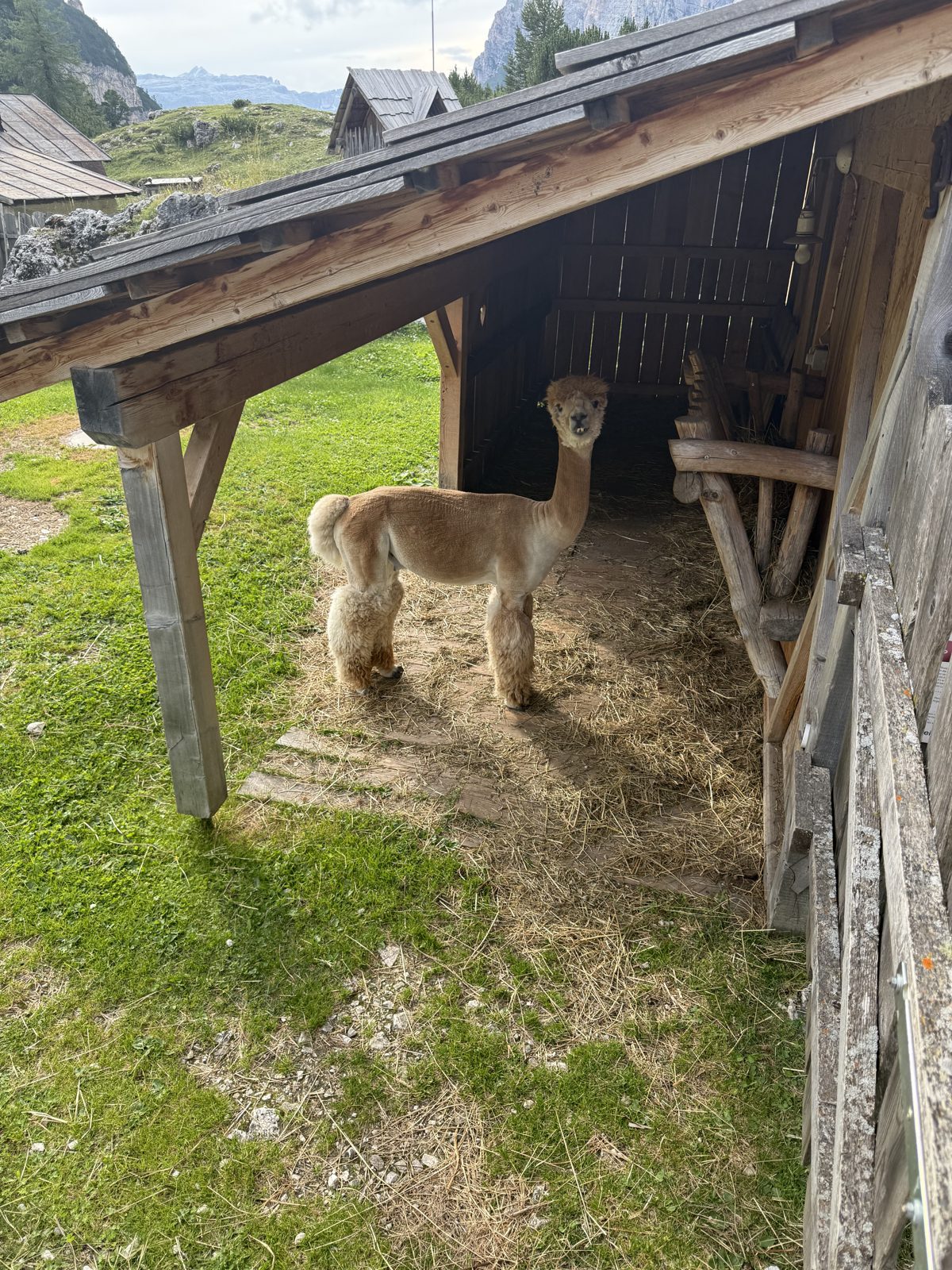 the alpaca